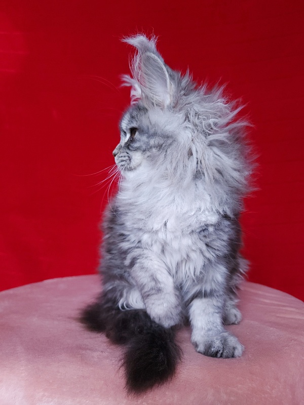 Freya Akbars - Kitten maine-coon 2 months