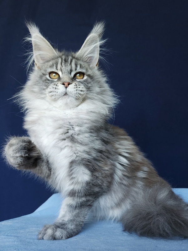 Freya Akbars - Kitten maine-coon 3 months