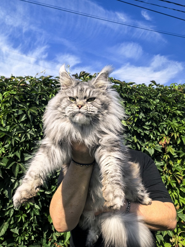 Freya Akbars - Adult maine-coon 2 years 8 months 1 week