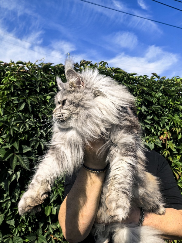 Freya Akbars - Adult maine-coon 2 years 8 months 1 week