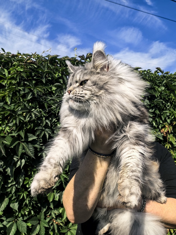 Freya Akbars - Adult maine-coon 2 years 8 months 1 week
