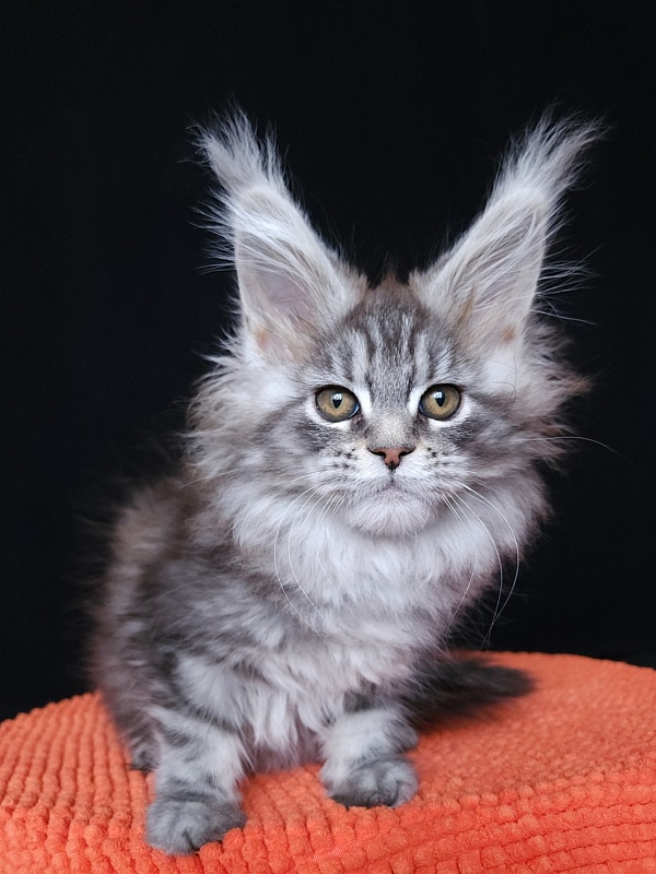 Freya Akbars - Kitten maine-coon 1 month 3 weeks