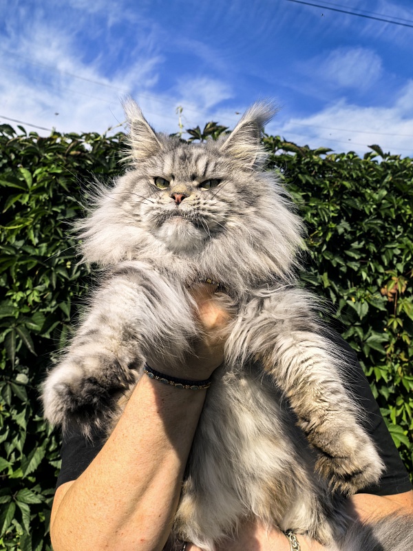 Freya Akbars - Adult maine-coon 2 years 8 months 1 week