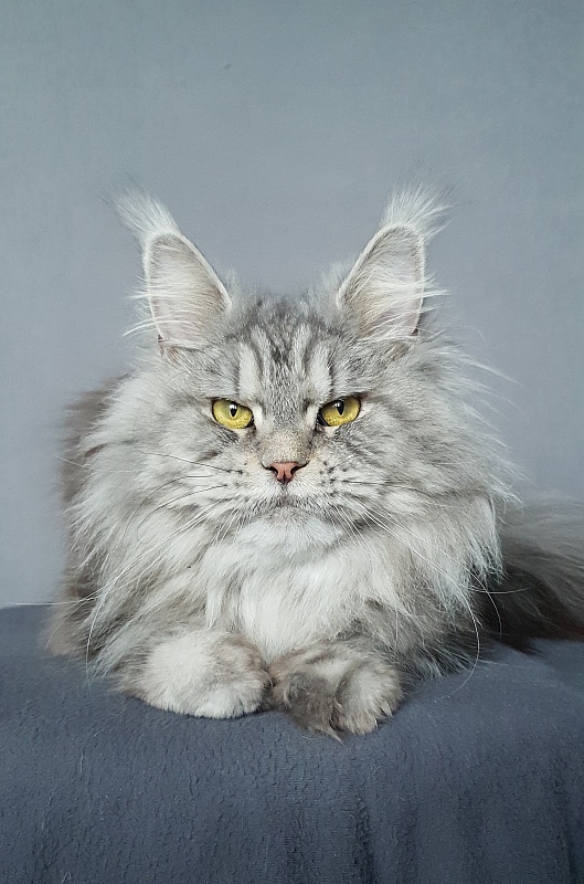 Freya Akbars - Adult maine-coon 1 year 6 months 4 weeks