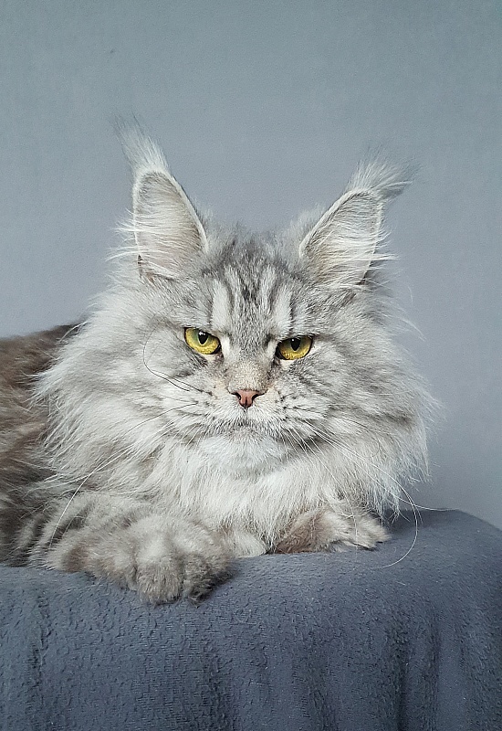 Freya Akbars - Adult maine-coon 1 year 6 months 4 weeks