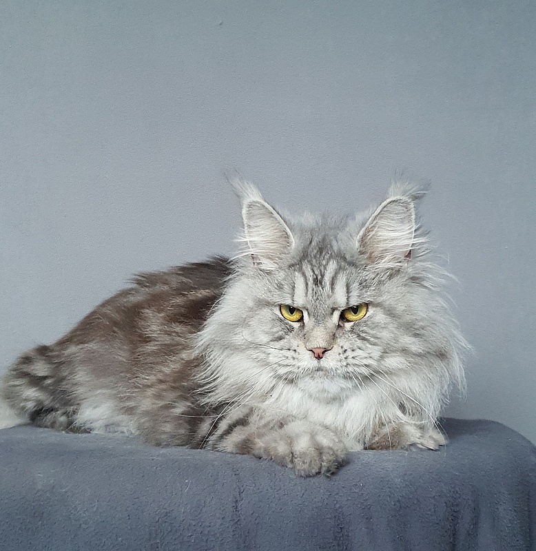 Freya Akbars - Adult maine-coon 1 year 6 months 4 weeks