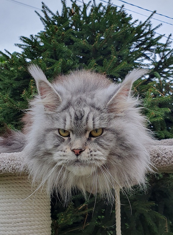 Freya Akbars - Adult maine-coon 1 year 6 months 4 weeks