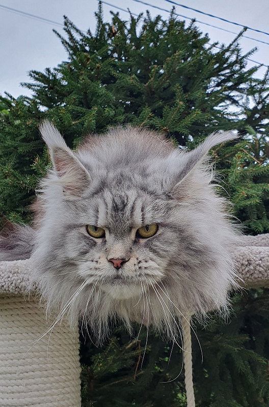 Freya Akbars - Adult maine-coon 1 year 6 months 4 weeks