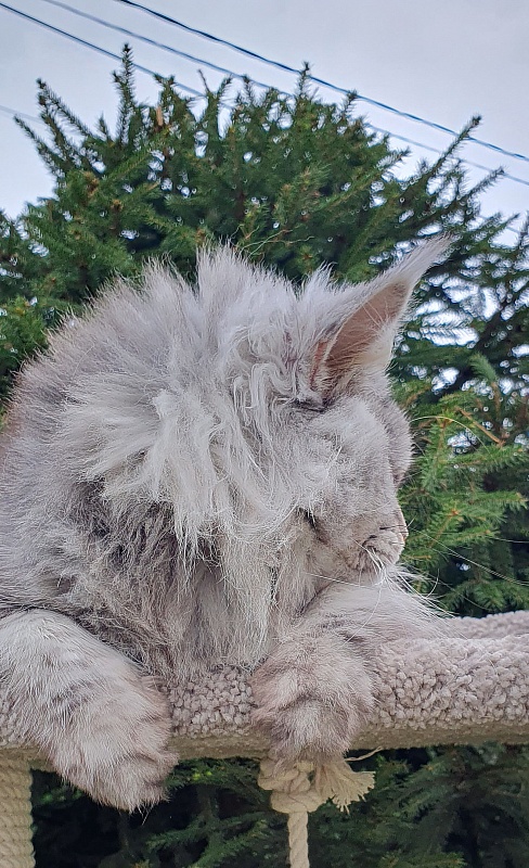 Freya Akbars - Adult maine-coon 1 year 6 months 4 weeks