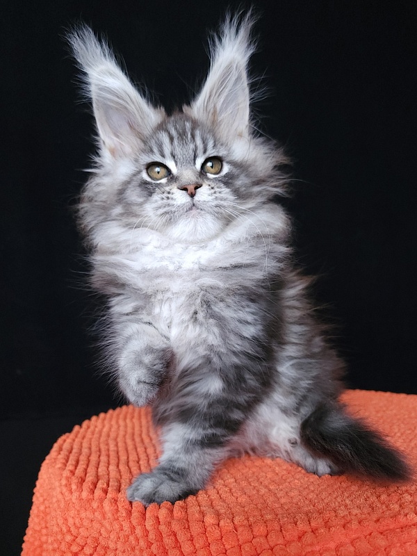 Freya Akbars - Kitten maine-coon 1 month 3 weeks