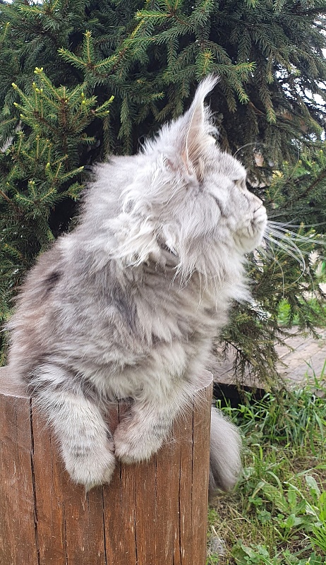 Freya Akbars - Adult maine-coon 1 year 6 months 4 weeks