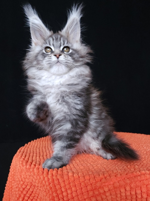 Freya Akbars - Kitten maine-coon 1 month 3 weeks