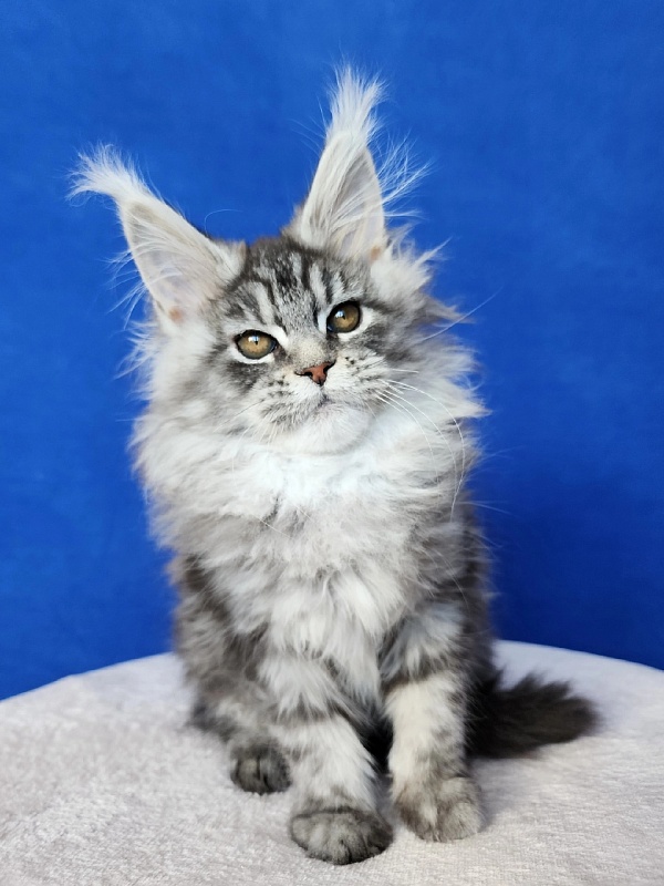 Freya Akbars - Kitten maine-coon 3 months