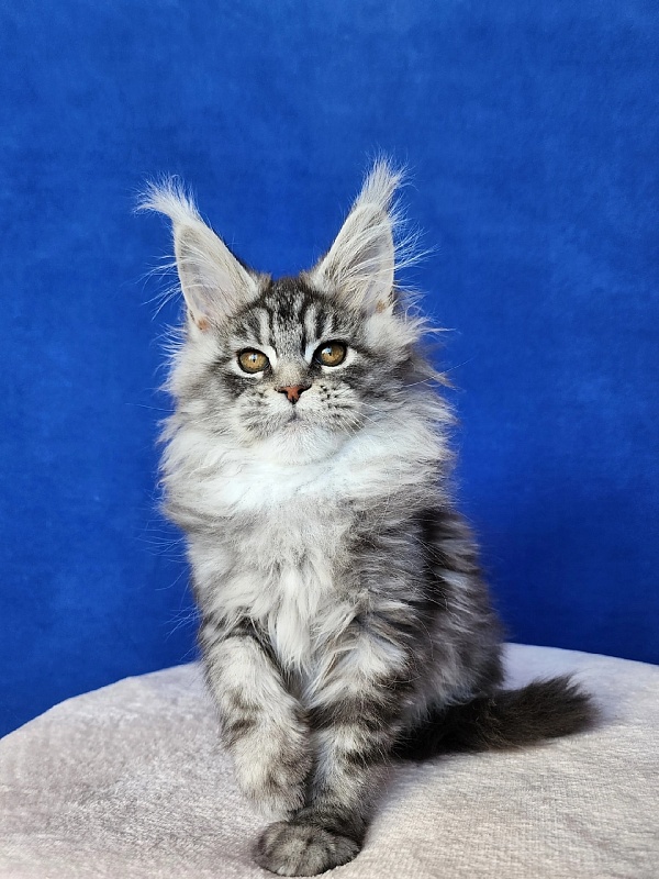 Freya Akbars - Kitten maine-coon 3 months