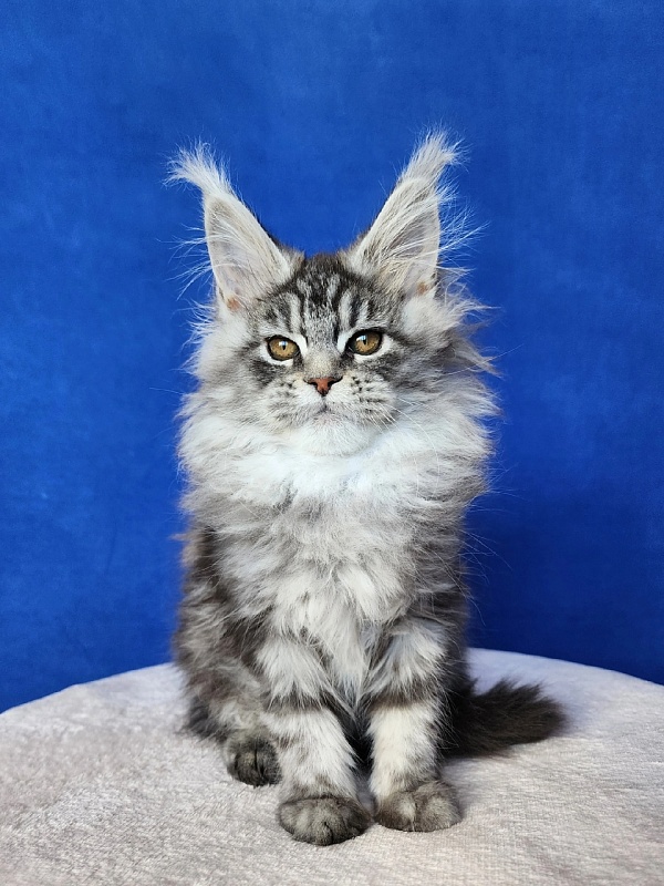 Freya Akbars - Kitten maine-coon 3 months