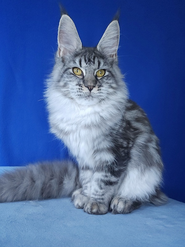 Mel Akbars - Kitten maine-coon 6 months 1 week