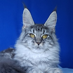 Mel Akbars