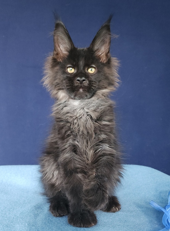 Joy Akbars - Kitten maine-coon 2 months 3 weeks