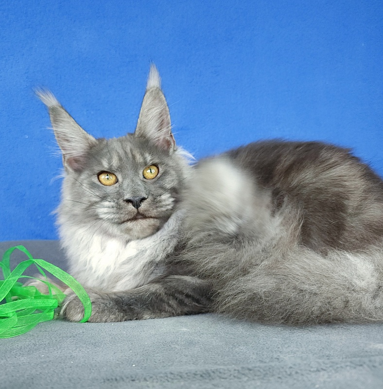 Jenna Akbars - Kitten maine-coon 5 months 2 weeks