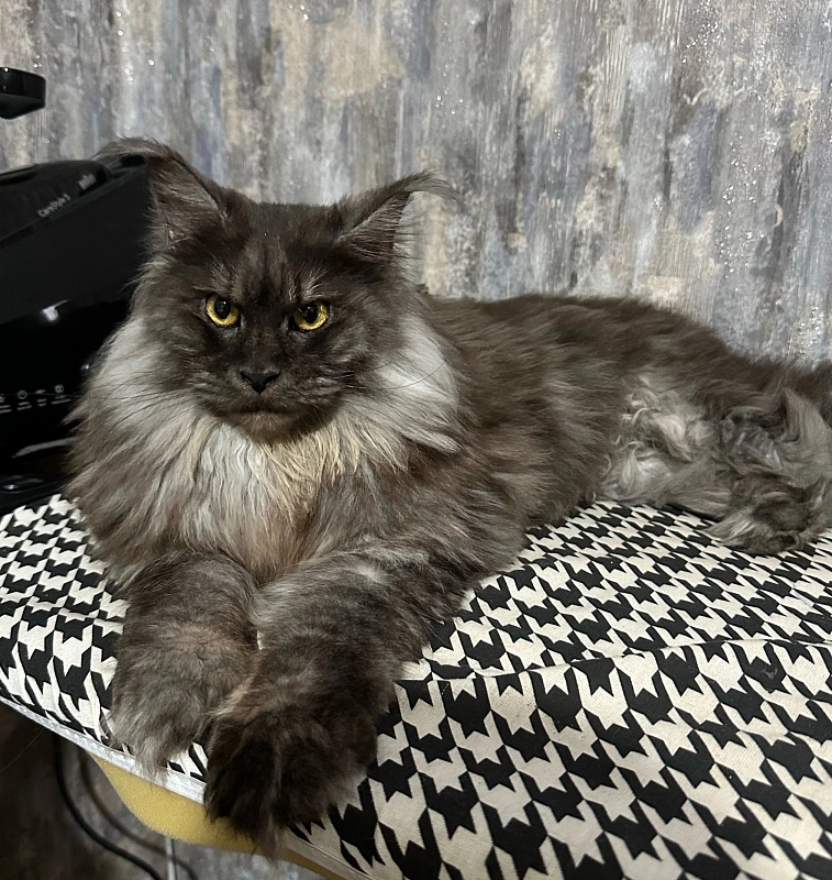Jenna Akbars - Adult maine-coon 3 years 5 months
