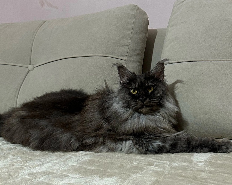 Jenna Akbars - Adult maine-coon 3 years 5 months