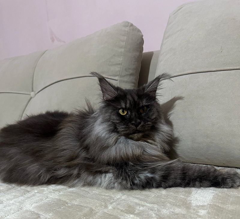 Jenna Akbars - Adult maine-coon 3 years 5 months