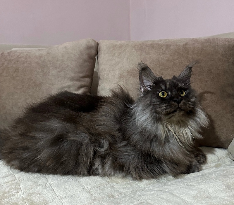 Jenna Akbars - Adult maine-coon 3 years 5 months