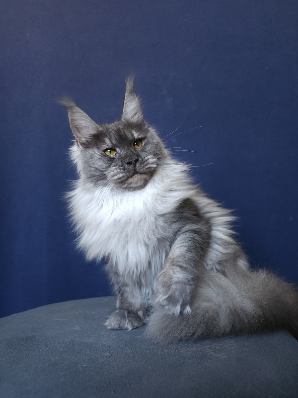Jazzi Akbars - Junior maine-coon 8 months 4 weeks