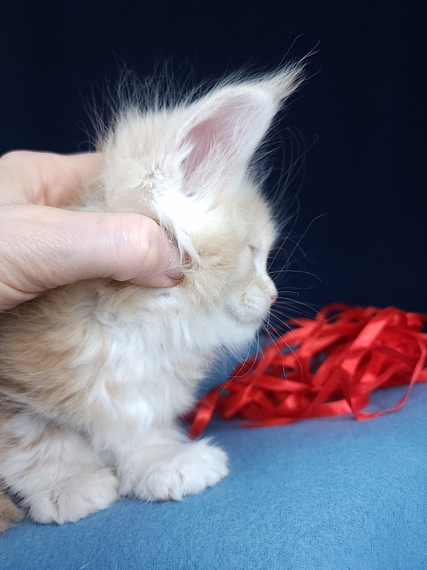 Ostap Akbars (for PET) - Kitten maine-coon 1 month 1 week