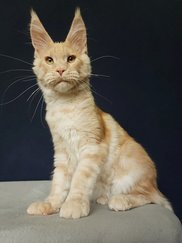 Ostap Akbars (for PET) - Kitten maine-coon 4 months 3 weeks