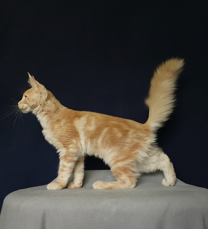 Ostap Akbars (for PET) - Kitten maine-coon 4 months 3 weeks
