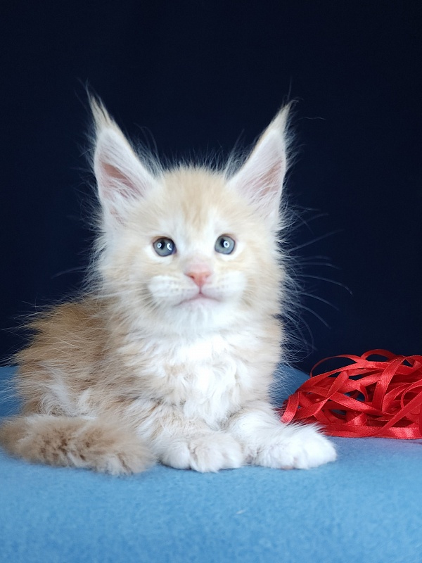 Ostap Akbars (for PET) - Kitten maine-coon 1 month 1 week