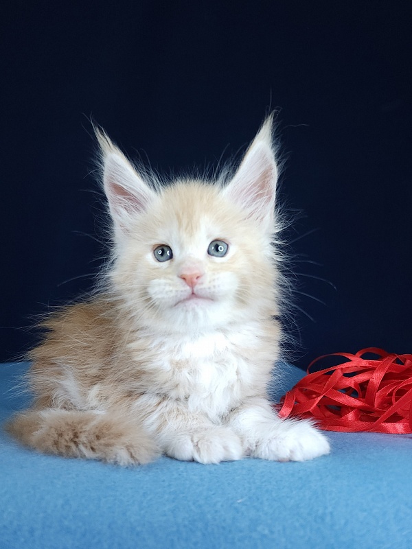 Ostap Akbars (for PET) - Kitten maine-coon 1 month 1 week
