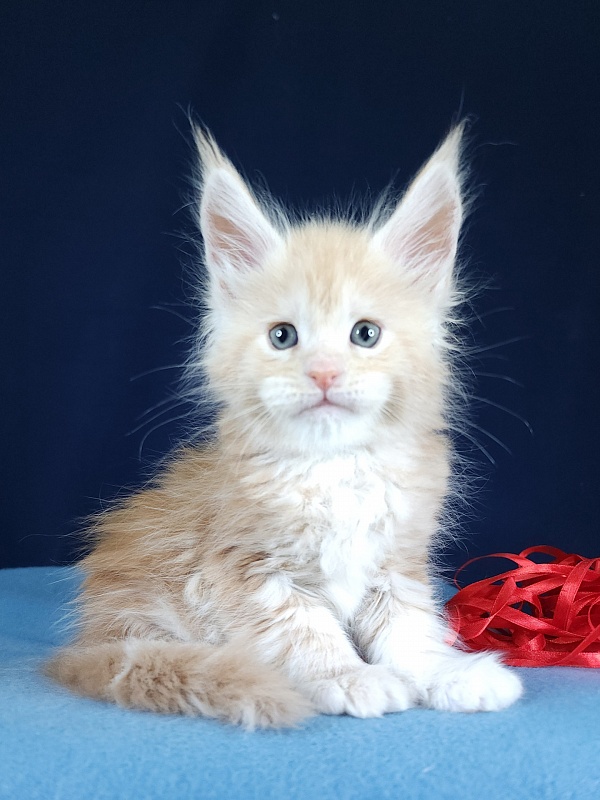 Ostap Akbars (for PET) - Kitten maine-coon 1 month 1 week