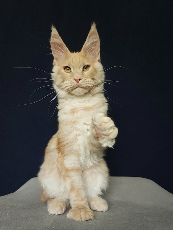 Ostap Akbars (for PET) - Kitten maine-coon 4 months 3 weeks