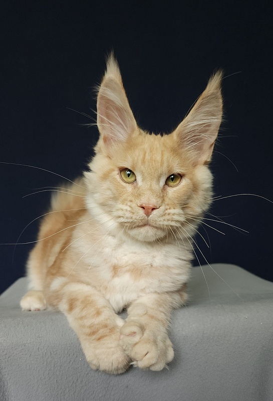 Ostap Akbars (for PET) - Kitten maine-coon 4 months 3 weeks