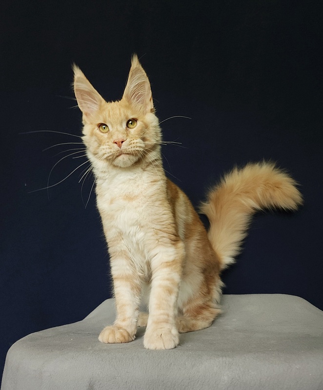 Ostap Akbars (for PET) - Kitten maine-coon 4 months 3 weeks