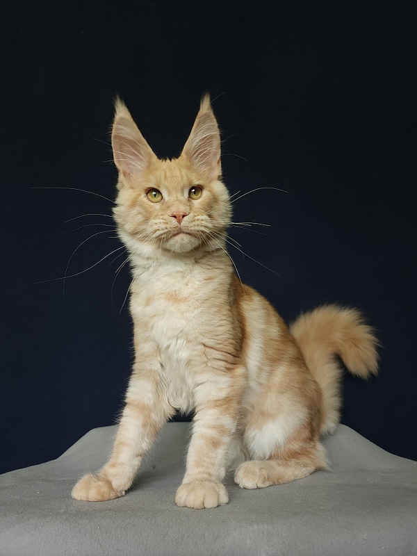 Ostap Akbars (for PET) - Kitten maine-coon 4 months 3 weeks