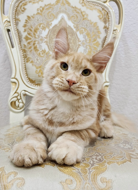 Ostap Akbars (for PET) - Kitten maine-coon 5 months 1 week