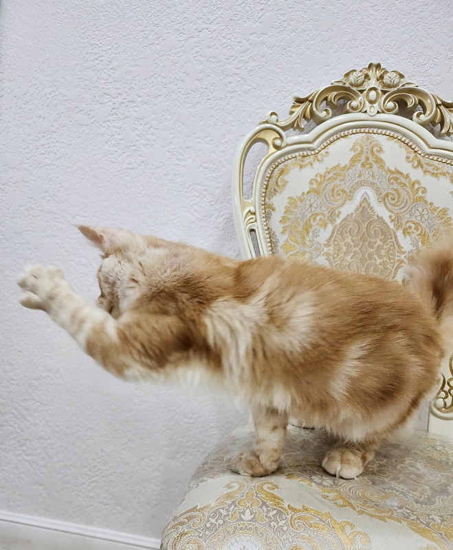 Ostap Akbars (for PET) - Kitten maine-coon 5 months 1 week