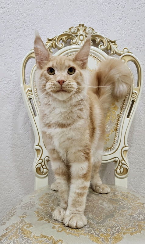 Ostap Akbars (for PET) - Kitten maine-coon 5 months 1 week