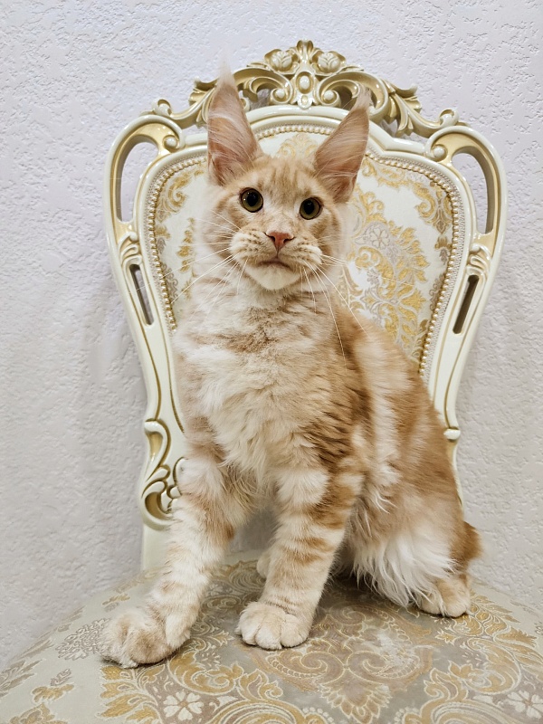 Ostap Akbars (for PET) - Kitten maine-coon 5 months 1 week