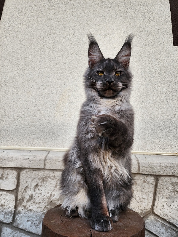 Neapolis Akbars - Котенок мейн-кун 6 месяцев 2 недели