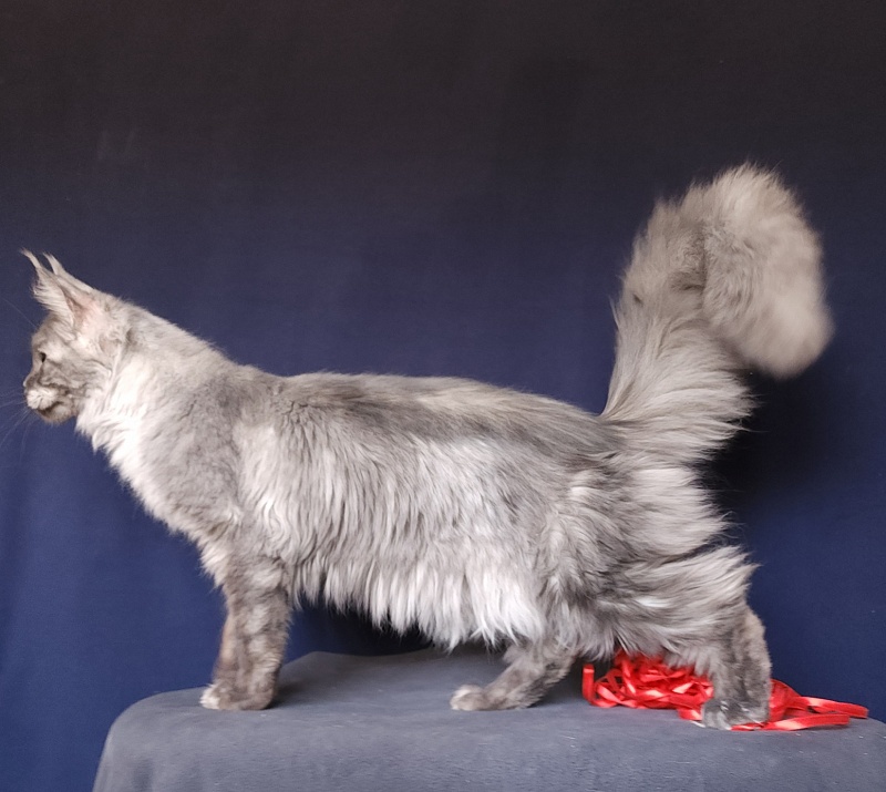 Nokia Akbars - Kitten maine-coon 6 months