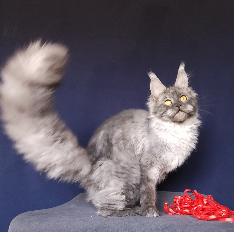 Nokia Akbars - Kitten maine-coon 6 months