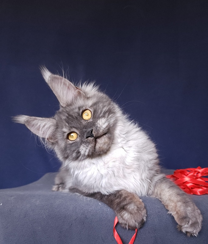 Nokia Akbars - Kitten maine-coon 6 months