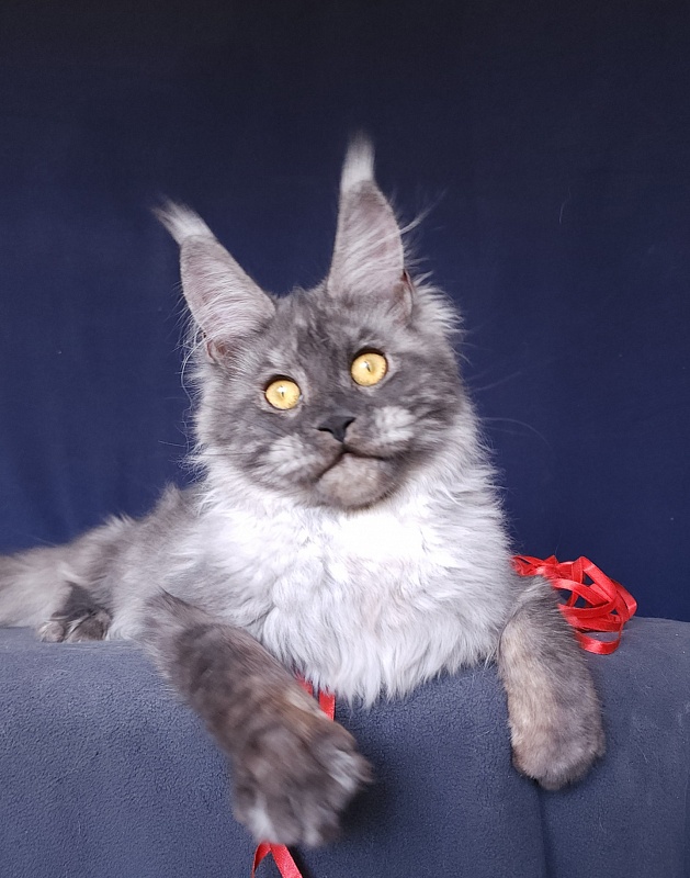 Nokia Akbars - Kitten maine-coon 6 months