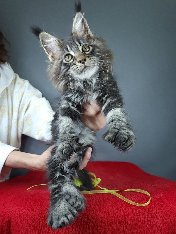Quick River Akbars (polydactyl) - Kitten maine-coon 2 months 3.5 weeks