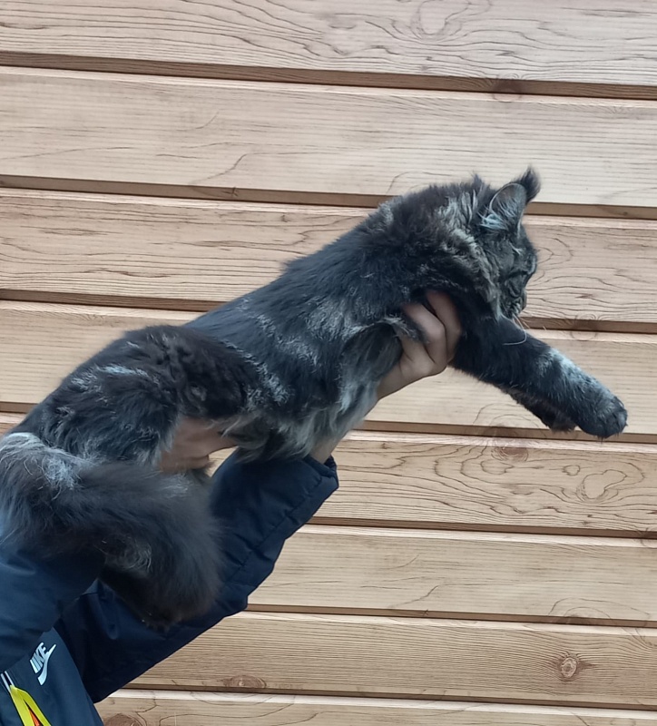 Quick River Akbars (polydactyl) - Junior maine-coon 7 months