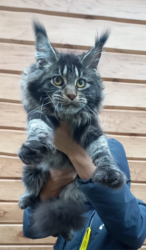 Quick River Akbars (polydactyl) - Junior maine-coon 7 months